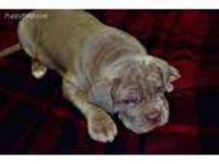 Neapolitan Mastiff Puppy for sale in Rocky Comfort, MO, USA