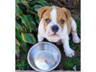 Bulldog Puppy for sale in Bowling Green, KY, USA