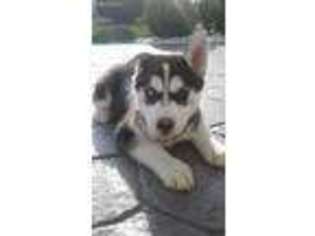 Siberian Husky Puppy for sale in Monroe, IN, USA