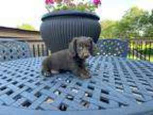 Dachshund Puppy for sale in Kearney, MO, USA