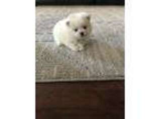 Pomeranian Puppy for sale in Sacramento, CA, USA