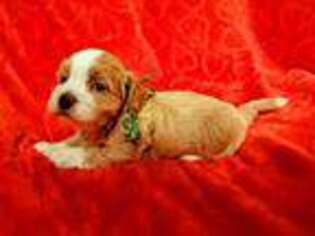 Havanese Puppy for sale in Waynesville, OH, USA