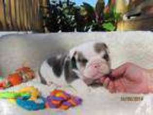 Bulldog Puppy for sale in BURNET, TX, USA