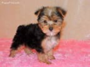 Yorkshire Terrier Puppy for sale in Dade City, FL, USA