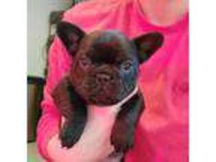 French Bulldog Puppy for sale in Marble Falls, TX, USA