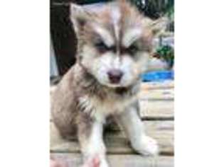 Siberian Husky Puppy for sale in Danielsville, GA, USA