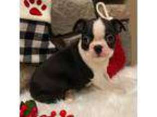 Boston Terrier Puppy for sale in Riverhead, NY, USA