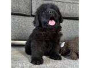 Newfoundland Puppy for sale in Winesburg, OH, USA
