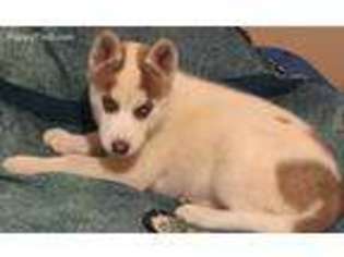 Siberian Husky Puppy for sale in Gretna, VA, USA