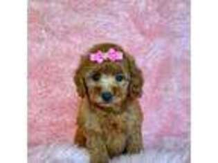 Mutt Puppy for sale in Los Angeles, CA, USA