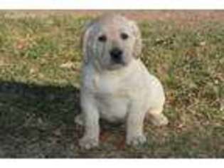 Labrador Retriever Puppy for sale in Waddell, AZ, USA