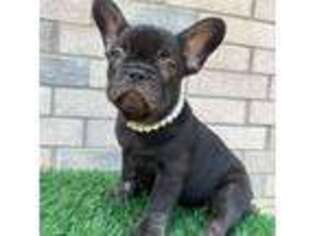 French Bulldog Puppy for sale in Euless, TX, USA