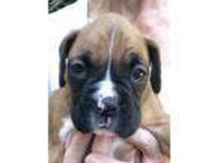 Boxer Puppy for sale in Albany, OR, USA