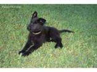 German Shepherd Dog Puppy for sale in Round Rock, TX, USA