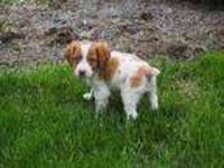 Brittany Puppy for sale in Floyds Knobs, IN, USA