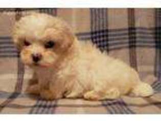 Maltese Puppy for sale in Athens, AL, USA