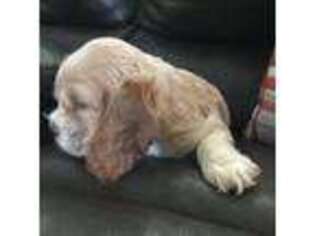 Cocker Spaniel Puppy for sale in Marengo, OH, USA