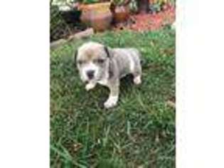 Staffordshire Bull Terrier Puppy for sale in Fairfield, CA, USA