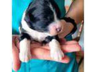 Mutt Puppy for sale in Kewaskum, WI, USA