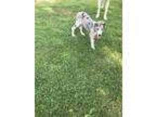 Great Dane Puppy for sale in Louisa, VA, USA