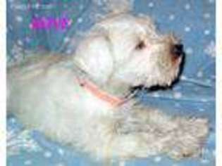Mutt Puppy for sale in Grove City, PA, USA