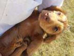 Dachshund Puppy for sale in Keota, OK, USA