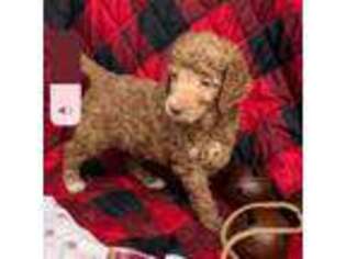 Mutt Puppy for sale in Romulus, MI, USA