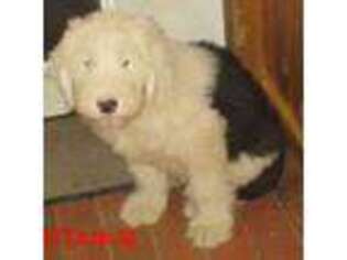 Old English Sheepdog Puppy for sale in Solon, ME, USA