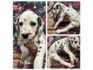 Dalmatian Puppy for sale in Tampa, FL, USA