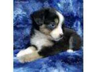 Miniature Australian Shepherd Puppy for sale in Hatley, WI, USA