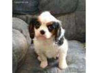 Cavalier King Charles Spaniel Puppy for sale in Graham, WA, USA