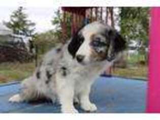 Australian Shepherd Puppy for sale in Jamesport, MO, USA