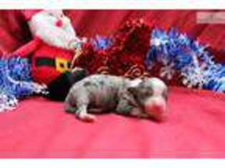 Miniature Australian Shepherd Puppy for sale in Daytona Beach, FL, USA