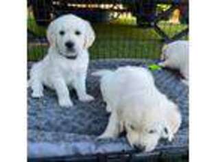Mutt Puppy for sale in Bend, OR, USA