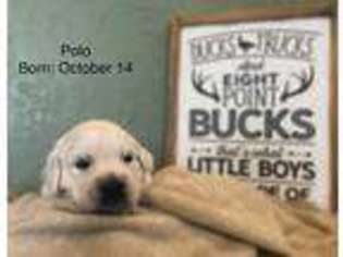 Mutt Puppy for sale in Butler, IN, USA