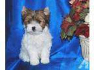 Yorkshire Terrier Puppy for sale in TOMBALL, TX, USA