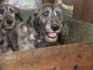 Irish Wolfhound Puppy for sale in Eugene, OR, USA