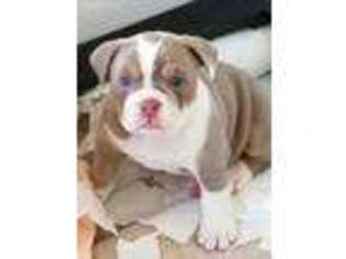 Olde English Bulldogge Puppy for sale in Apple Valley, CA, USA