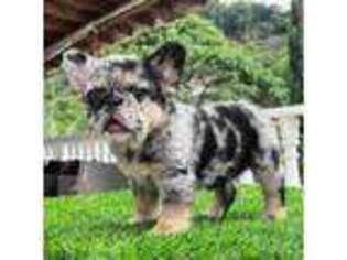 French Bulldog Puppy for sale in Coventry, RI, USA