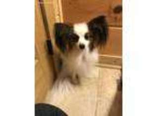 Papillon Puppy for sale in Rising Fawn, GA, USA