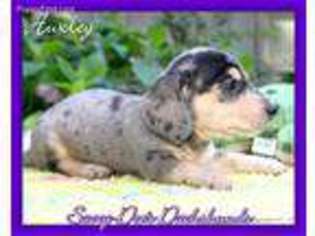 Dachshund Puppy for sale in Searcy, AR, USA