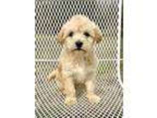 Labradoodle Puppy for sale in Denison, TX, USA