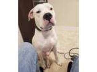 Dogo Argentino Puppy for sale in Wylie, TX, USA