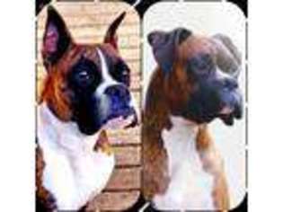 Boxer Puppy for sale in Spanaway, WA, USA