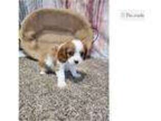 Cavalier King Charles Spaniel Puppy for sale in Fort Wayne, IN, USA