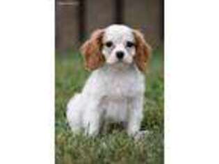 Cavalier King Charles Spaniel Puppy for sale in Wharton, NJ, USA
