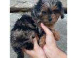 Schnoodle (Standard) Puppy for sale in Des Moines, IA, USA