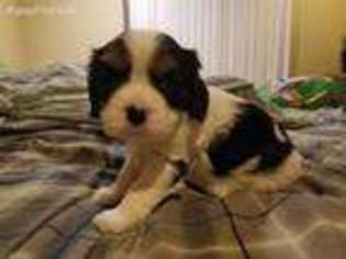 Cavalier King Charles Spaniel Puppy for sale in Clarkdale, AZ, USA