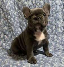 French Bulldog Puppy for sale in Birmingham, AL, USA