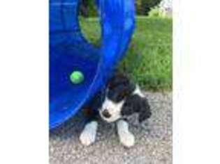 Border Collie Puppy for sale in Lowell, IN, USA